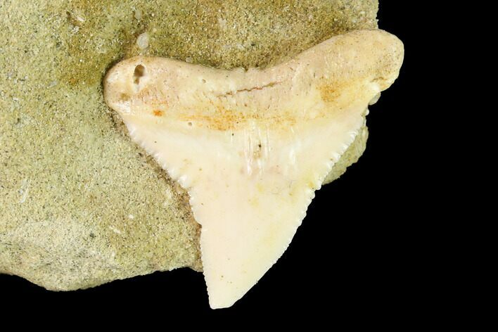 Fossil Shark (Physogaleus) Tooth - Bakersfield, CA #144460